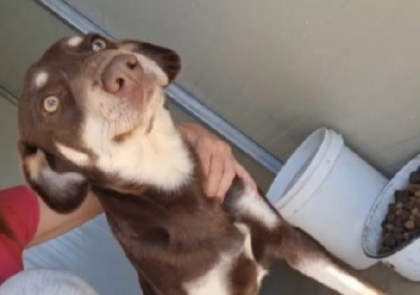 Tommy 2Anni Nocciola Occhi Ambra .Cosenza