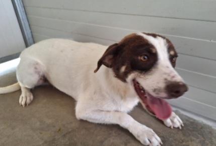 Segugino Quasi 3Anni Da Cucciolo In Canile.cosenza