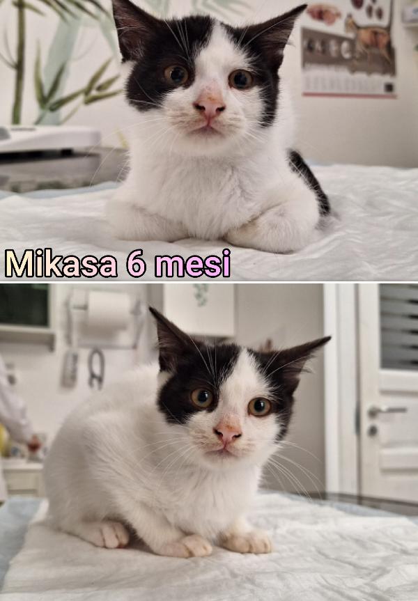 Miciottini Bellissimi!