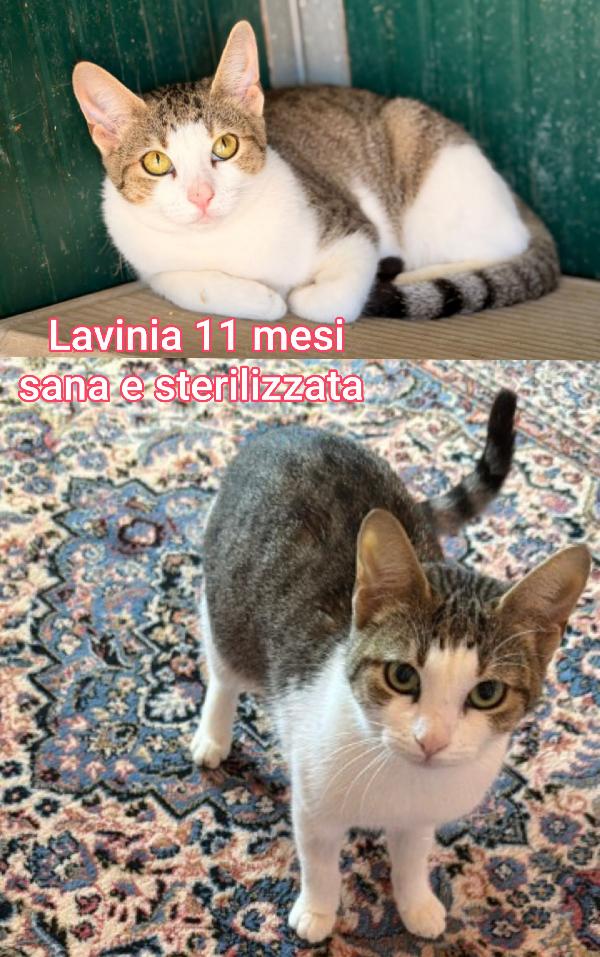 Miciottini bellissimi! Foto 5