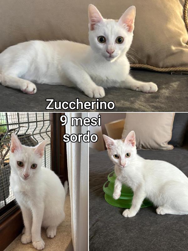 Miciottini bellissimi! Foto 6