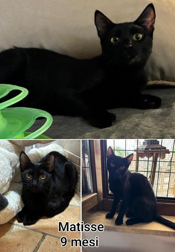 Miciottini bellissimi! Foto 8