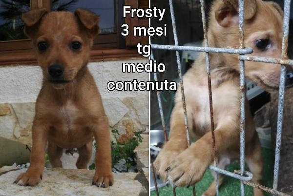 Emergenza Cucciolotti 