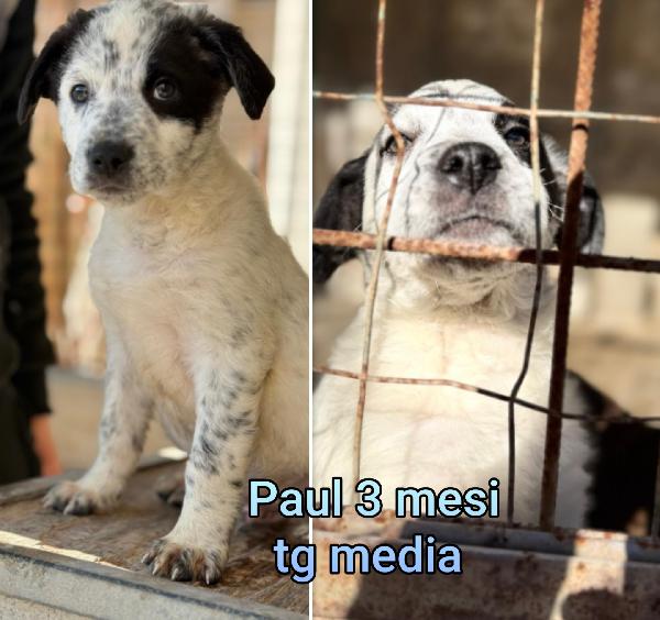 Emergenza cucciolotti  Foto 2