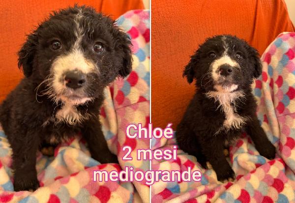 Emergenza cucciolotti  Foto 5