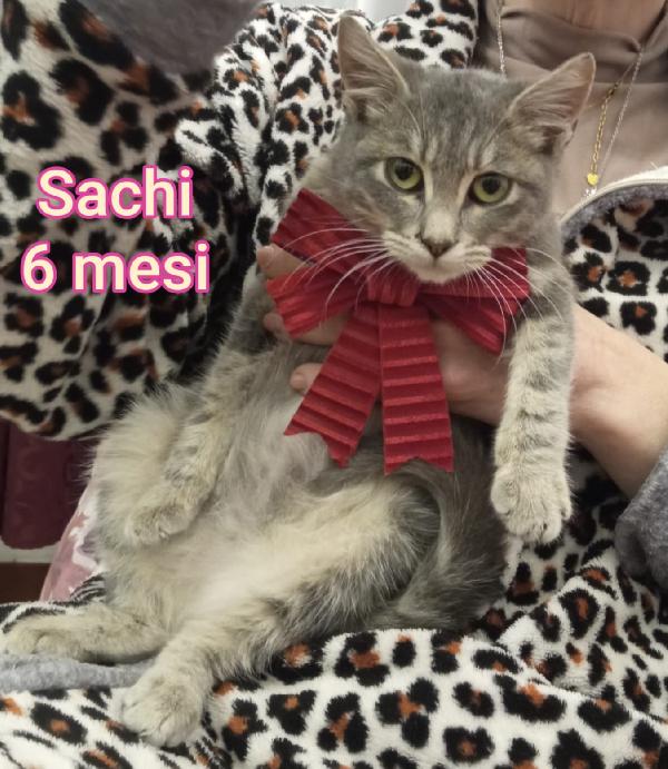 Siamo sommerse dai gattini!  Foto 2