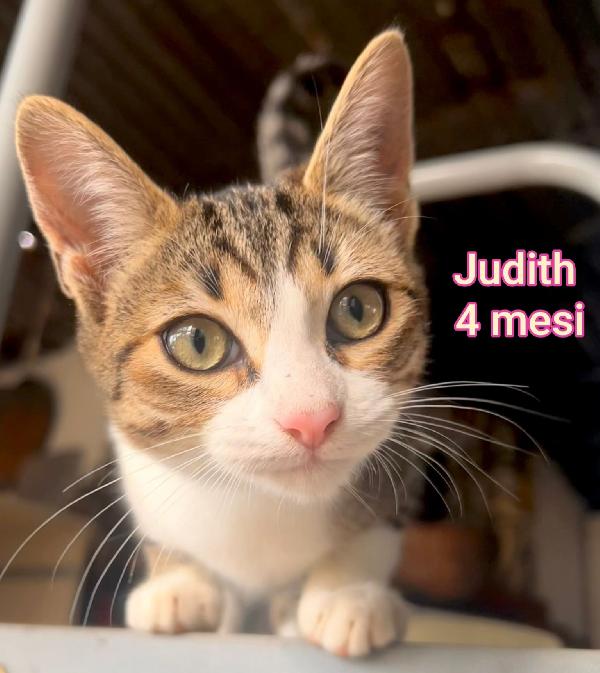 Siamo sommerse dai gattini!  Foto 4