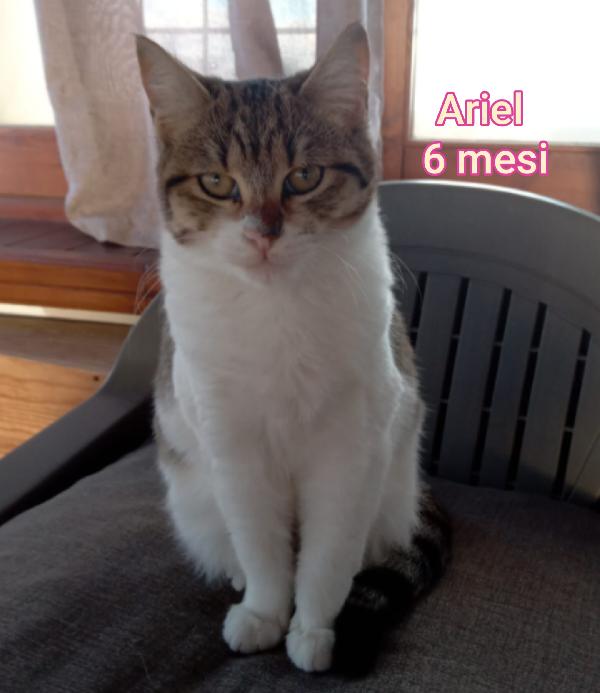 Siamo sommerse dai gattini!  Foto 10