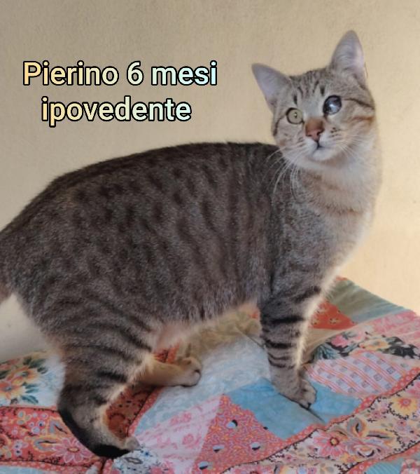 Siamo sommerse dai gattini!  Foto 11