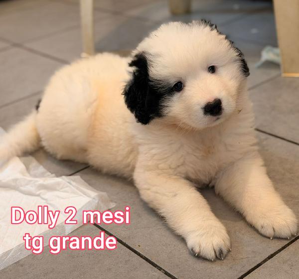 Cuccioli Abbandonati Da Salvare 