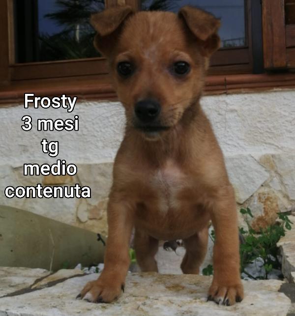 Cuccioli abbandonati da salvare  Foto 3