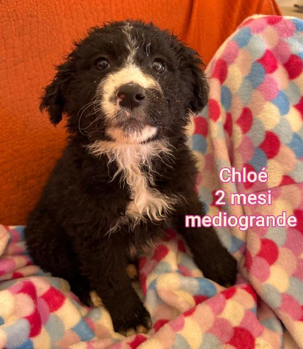 Cuccioli abbandonati da salvare  Foto 5