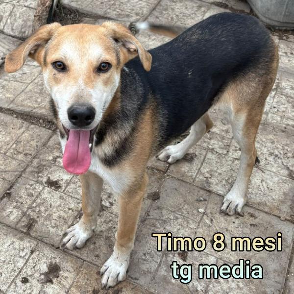 Cuccioli abbandonati da salvare  Foto 6