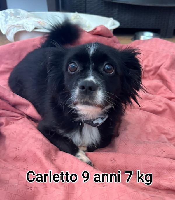 PICCOLI CAGNOLINI DA SALVARE  Foto 2