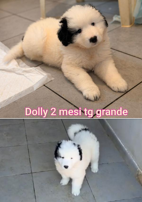 CUCCIOLI BUTTATI A MORIRE! Foto 2