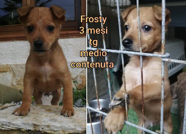 CUCCIOLI BUTTATI A MORIRE! Foto 3