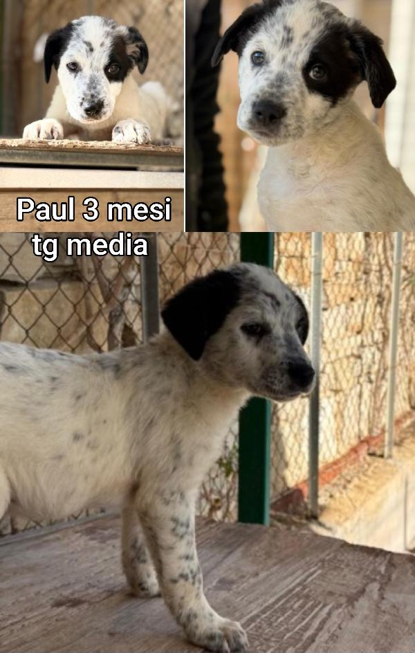 CUCCIOLI BUTTATI A MORIRE! Foto 4