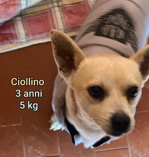 TAGLIE PICCOLE E MEDIOPICCOLE  Foto 6