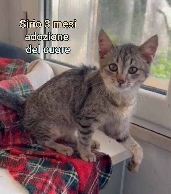 TANTI MICINI SOLI! Foto 5