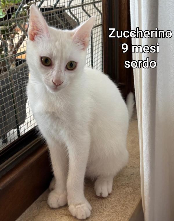 TANTI MICINI SOLI! Foto 7