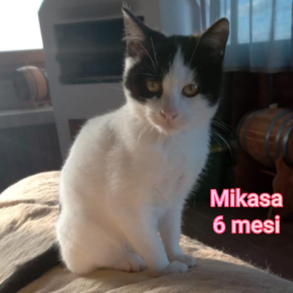 TANTI MICINI SOLI! Foto 9