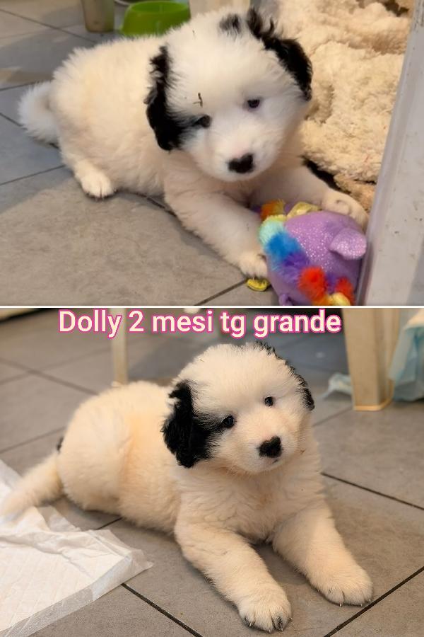 Cuccioli Soli In Rifugio 