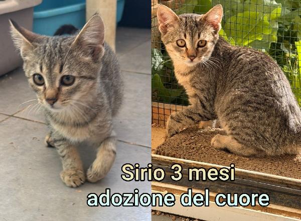 Dolcissimi Micetti Bisognosi 