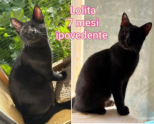 DOLCISSIMI MICETTI BISOGNOSI  Foto 7