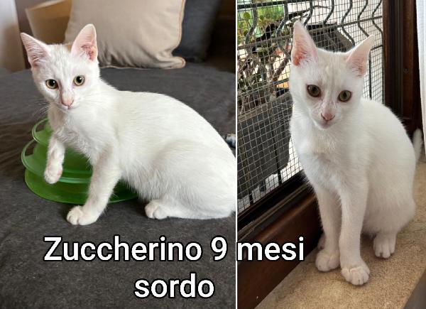 DOLCISSIMI MICETTI BISOGNOSI  Foto 9