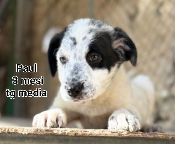 Ancora troppi cuccioli senza casa  Foto 5