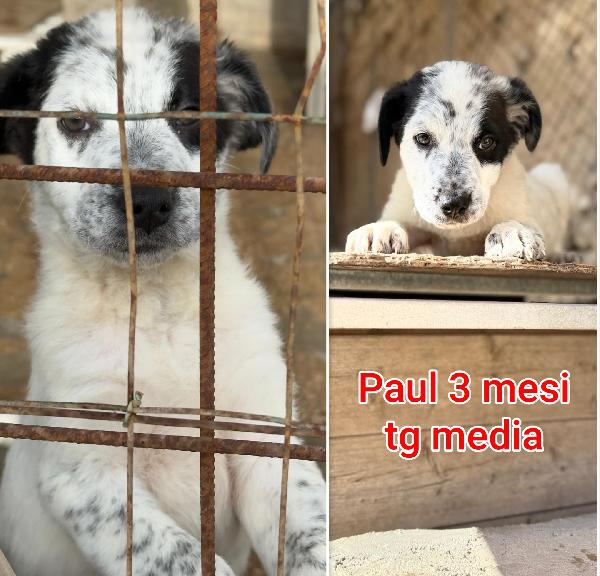 Ancora troppi cuccioli senza casa  Foto 7