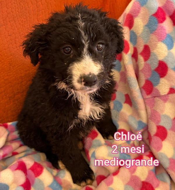 Ancora troppi cuccioli senza casa  Foto 9