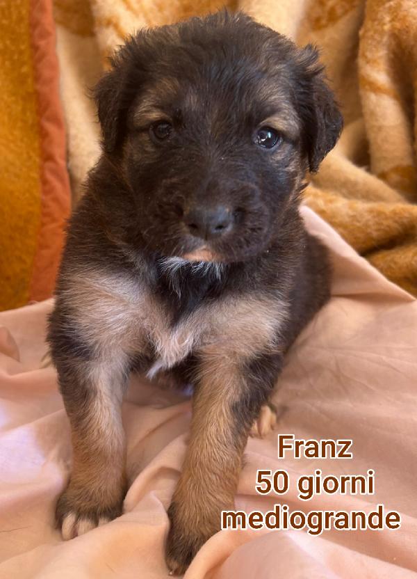 Ancora troppi cuccioli senza casa  Foto 10