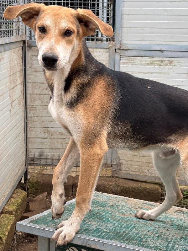 Tenero Cucciolo Escluso Da Tutti