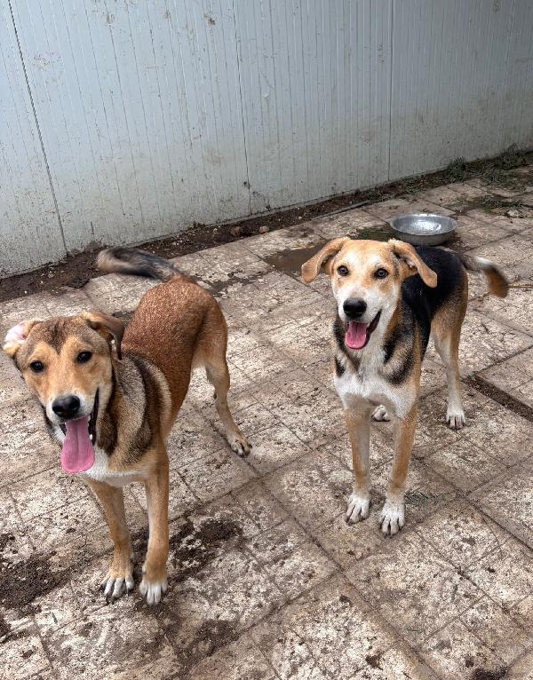 TENERO CUCCIOLO ESCLUSO DA TUTTI Foto 5