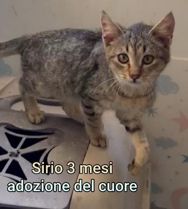 ADOTTA UN GATTINO Foto 2