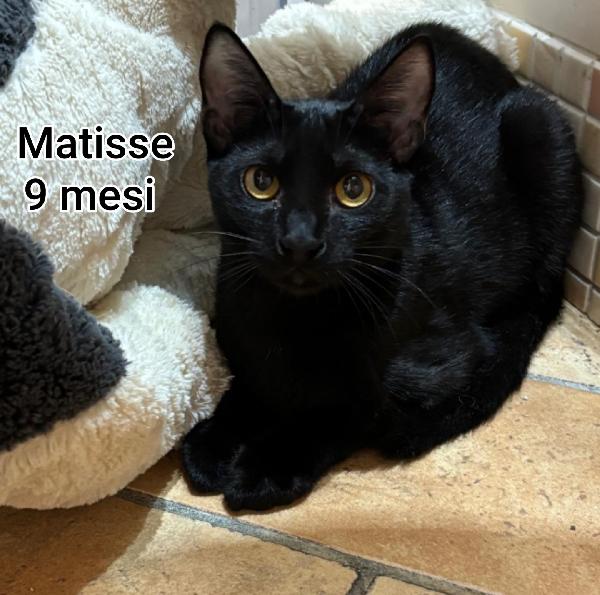 ADOTTA UN GATTINO Foto 4