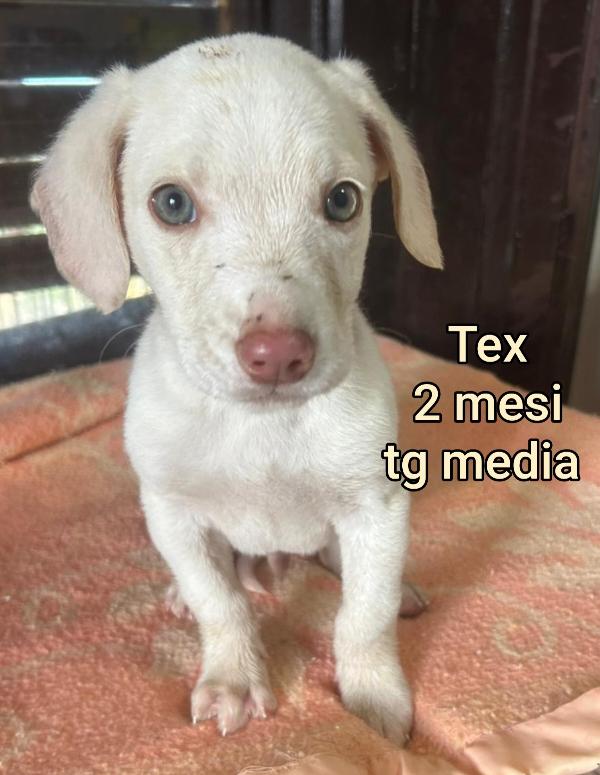 SALVA UN CUCCIOLO! Foto 2