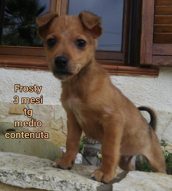 SALVA UN CUCCIOLO! Foto 3