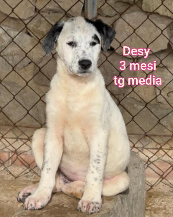 SALVA UN CUCCIOLO! Foto 4