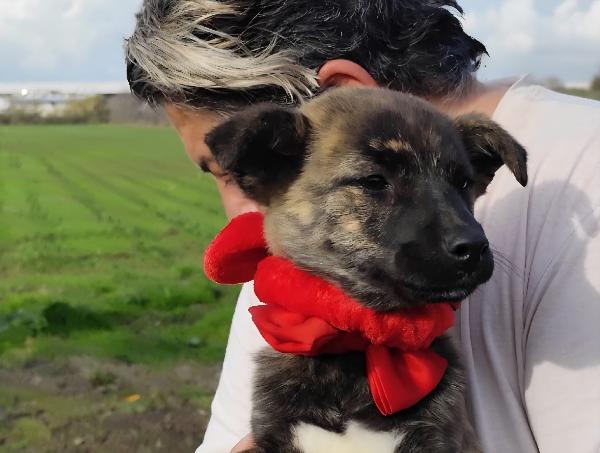 Candy Cucciola Taglia Piccola Mix Shiba