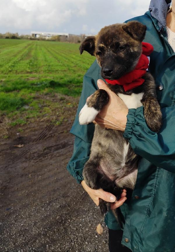 CANDY cucciola taglia piccola mix Shiba Foto 2