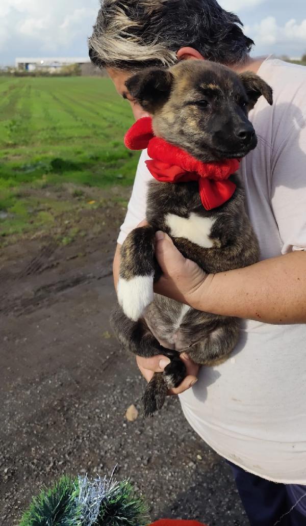 CANDY cucciola taglia piccola mix Shiba Foto 3