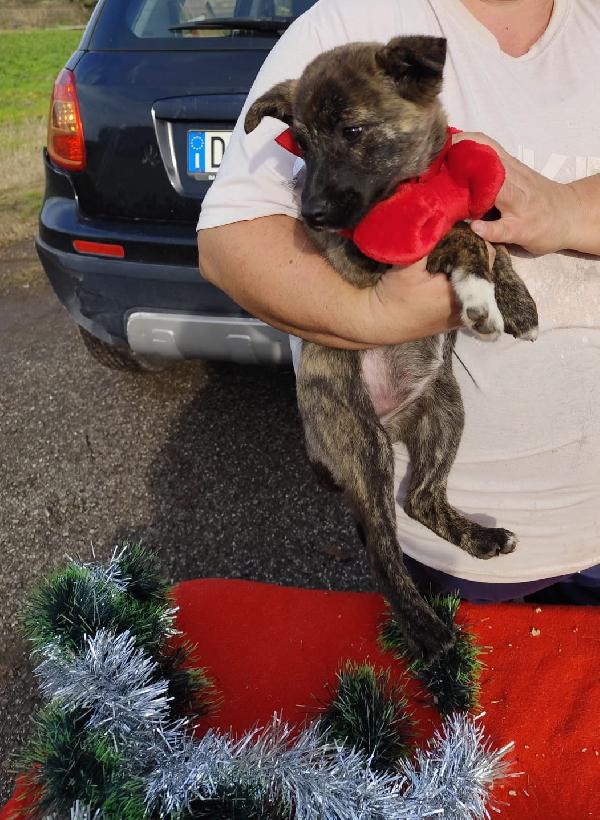 CANDY cucciola taglia piccola mix Shiba Foto 4