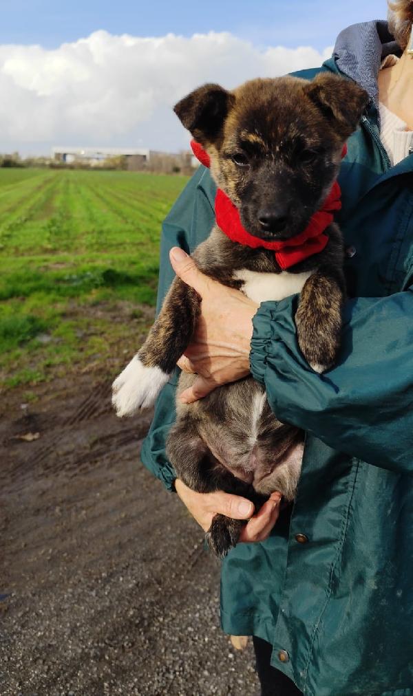 CANDY cucciola taglia piccola mix Shiba Foto 5