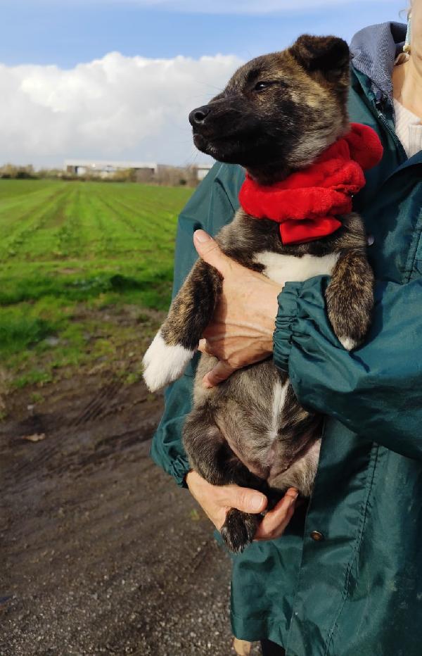 CANDY cucciola taglia piccola mix Shiba Foto 6