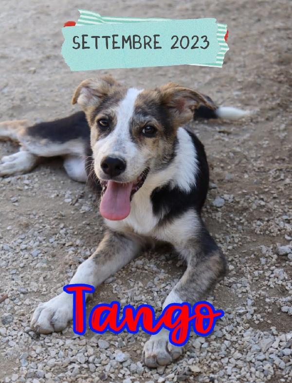 Tango Cane Taglia Media