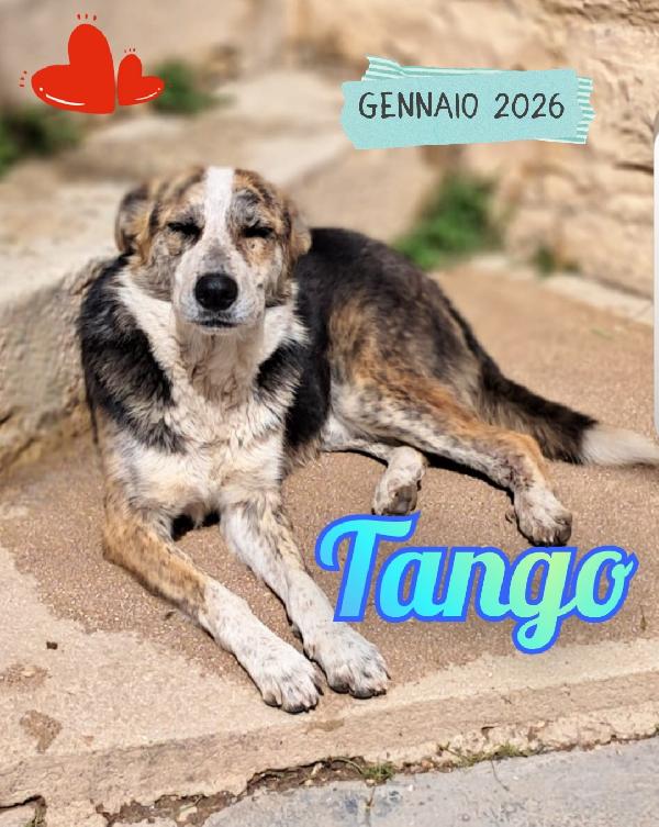 Tango cane taglia media Foto 2