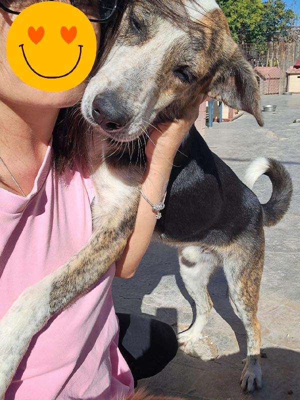 Tango cane taglia media Foto 3