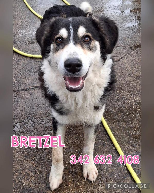 Bretzel Cucciola Di Pastore 7 Mesi